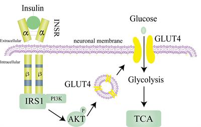 Insulin resistance in ischemic stroke: Mechanisms and therapeutic approaches
